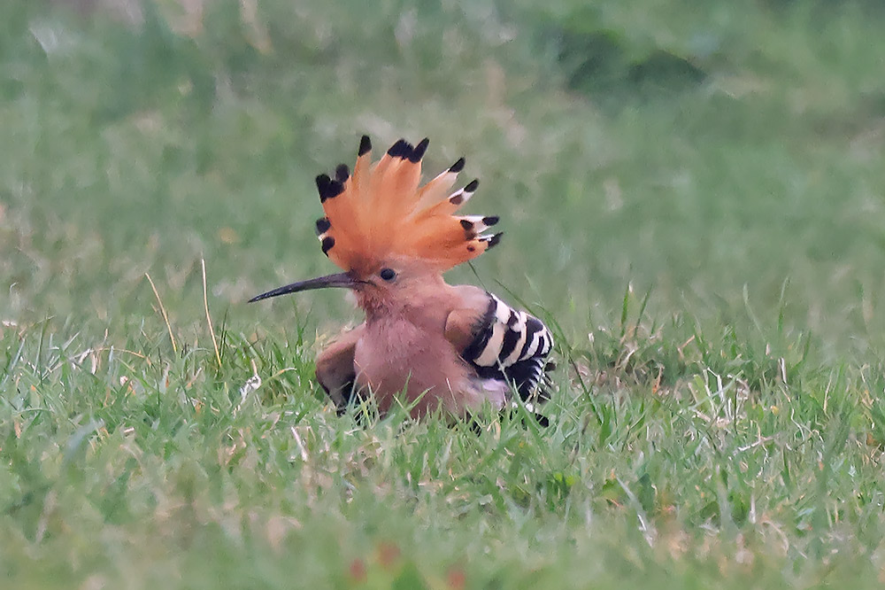 hoopoe